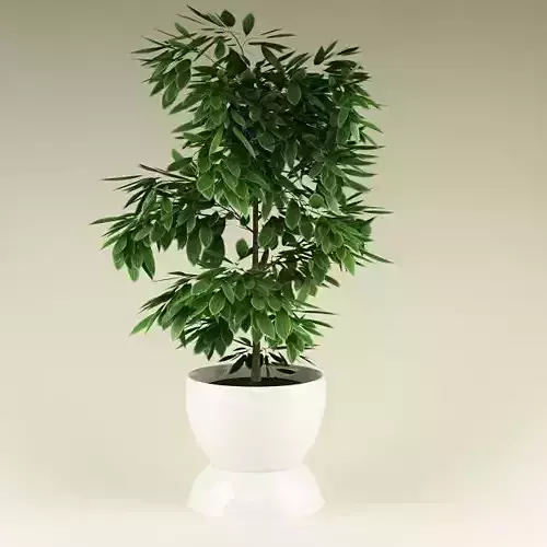Plant 32