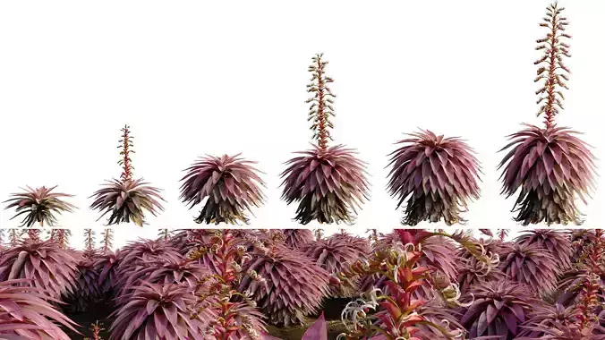 Alcantarea imperialis - Giant Bromeliad - Imperial Bromeliad 02