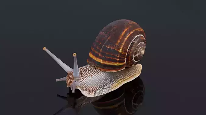 Snail
