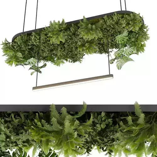 Collection plant vol 648 - Hanging - Ampelous - Fern - bush