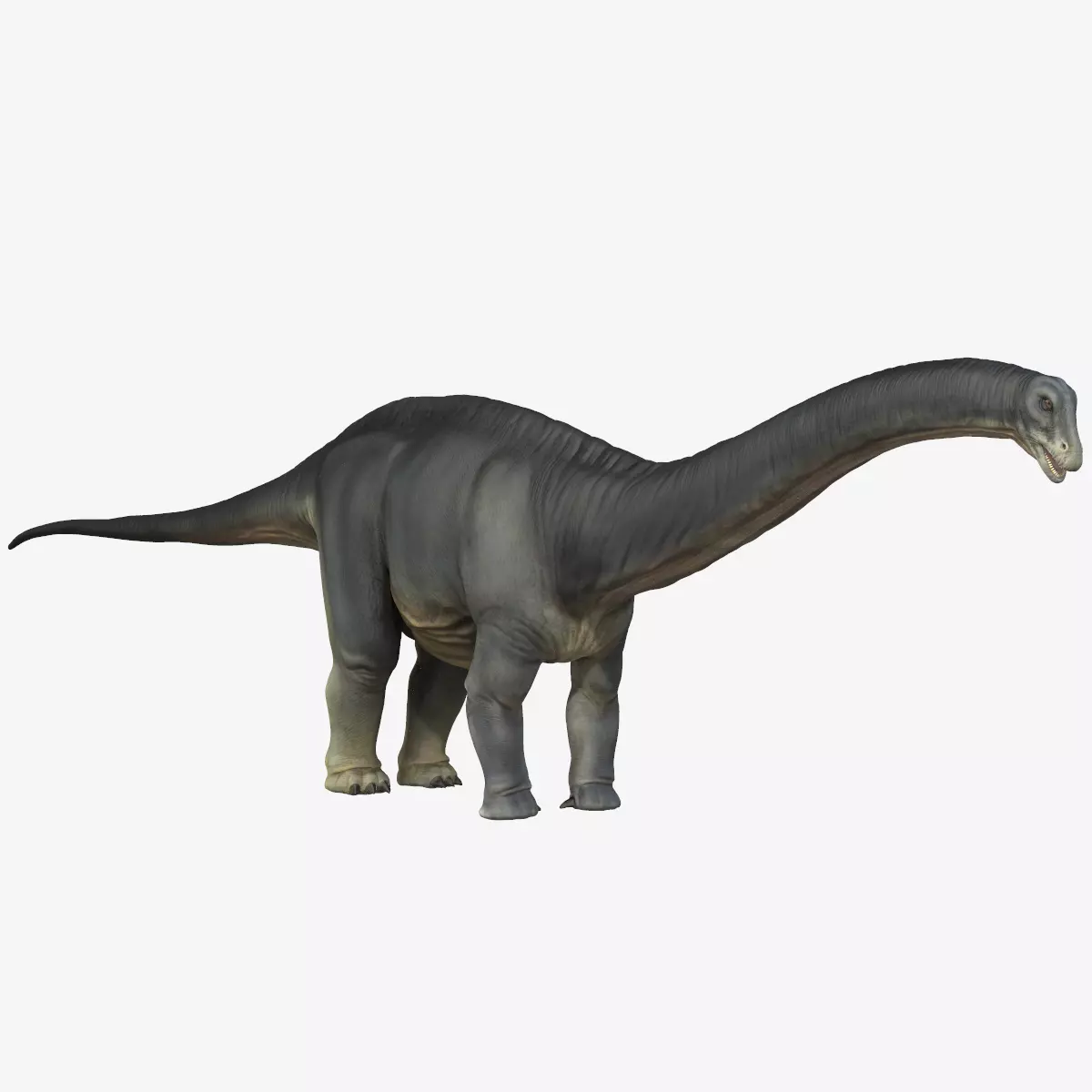 Apatosaurus dinosaur Low-poly 3D model_0