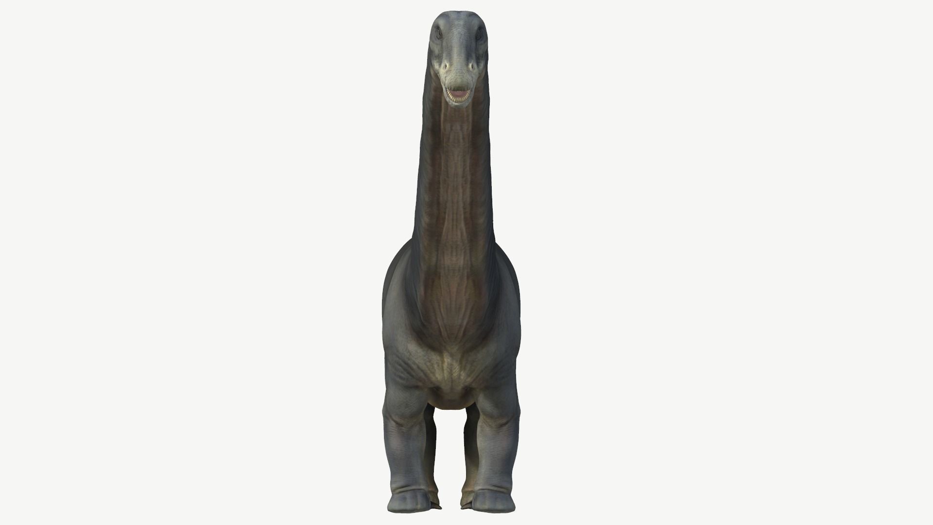 Apatosaurus dinosaur Low-poly 3D model_9