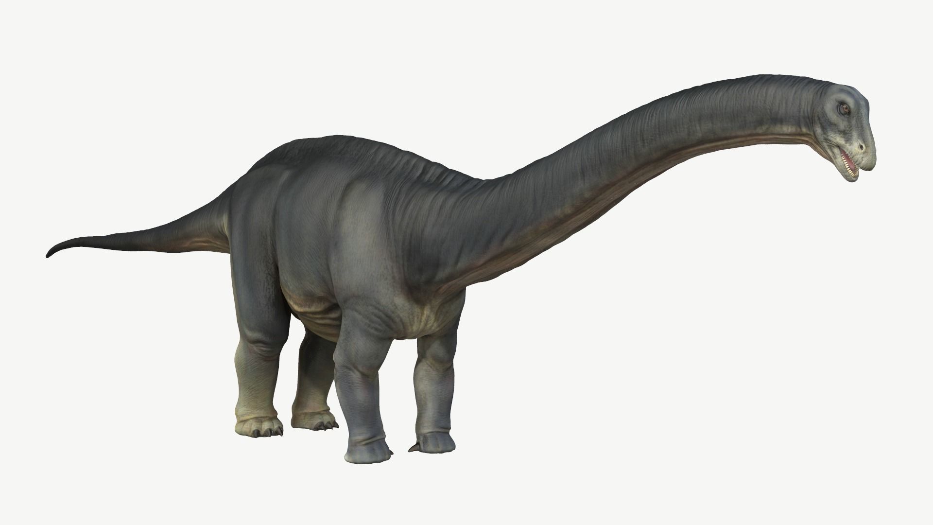 Apatosaurus dinosaur Low-poly 3D model_1