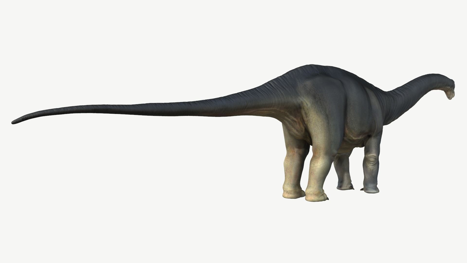 Apatosaurus dinosaur Low-poly 3D model_5