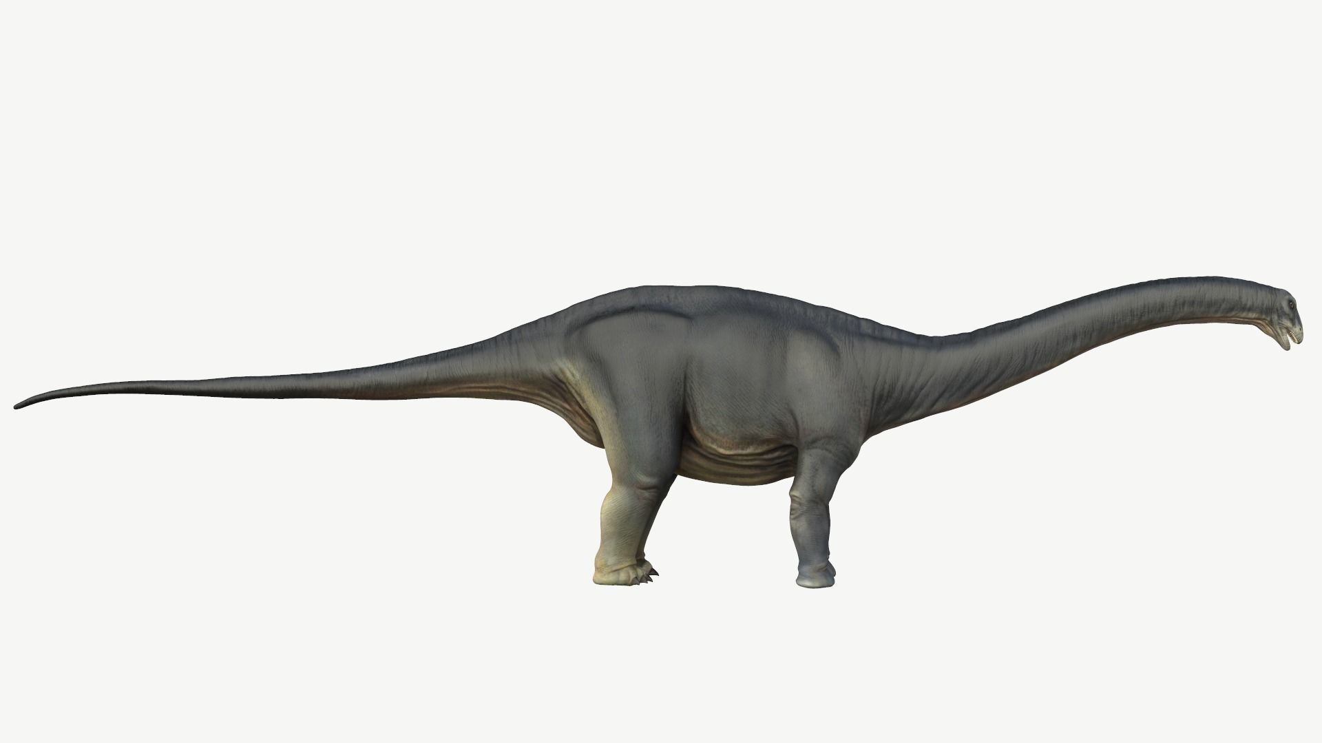 Apatosaurus dinosaur Low-poly 3D model_3