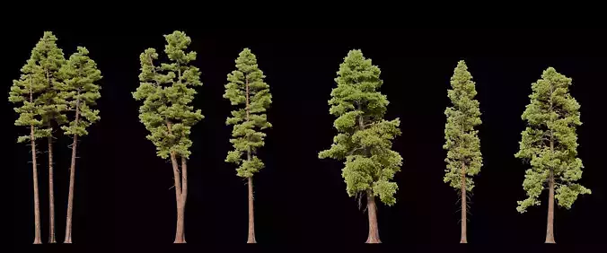 Pine Tree pack Low-poly 3D model Pine Tree pack Low-poly 3D model