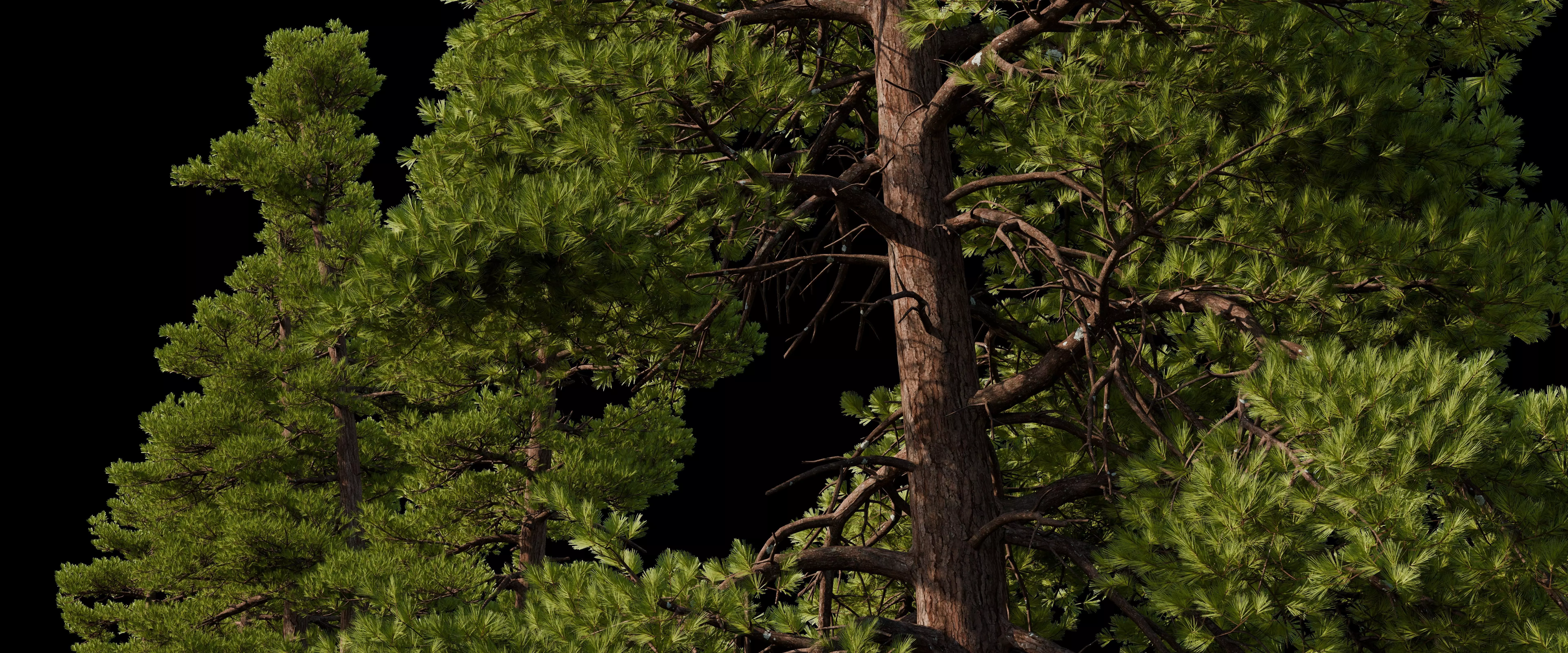 Pine Tree pack Low-poly 3D model_1