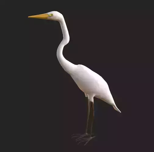 White Egret 