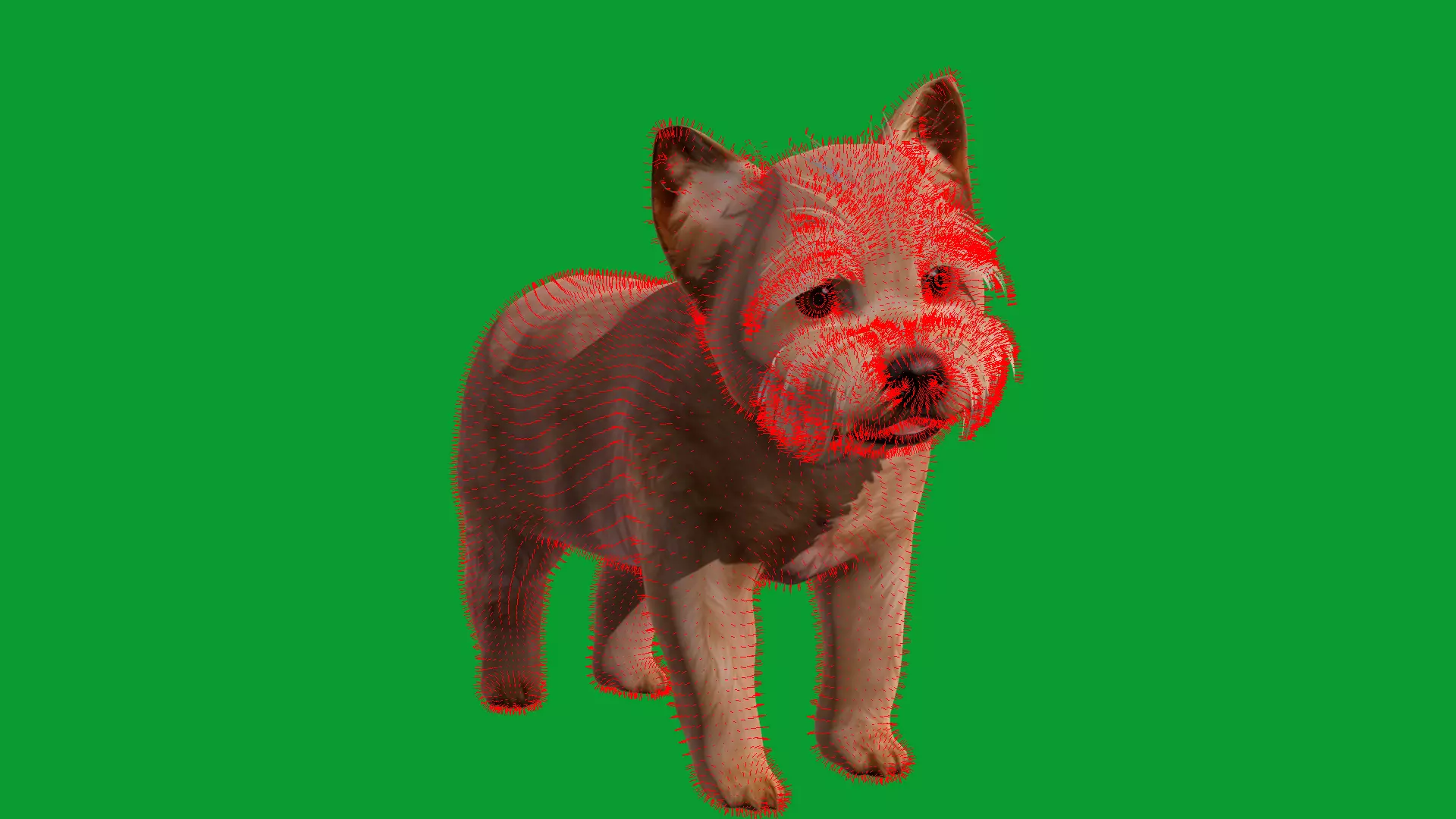 Yorkshire Terrier Puppy Dog Low-poly 3D model_24