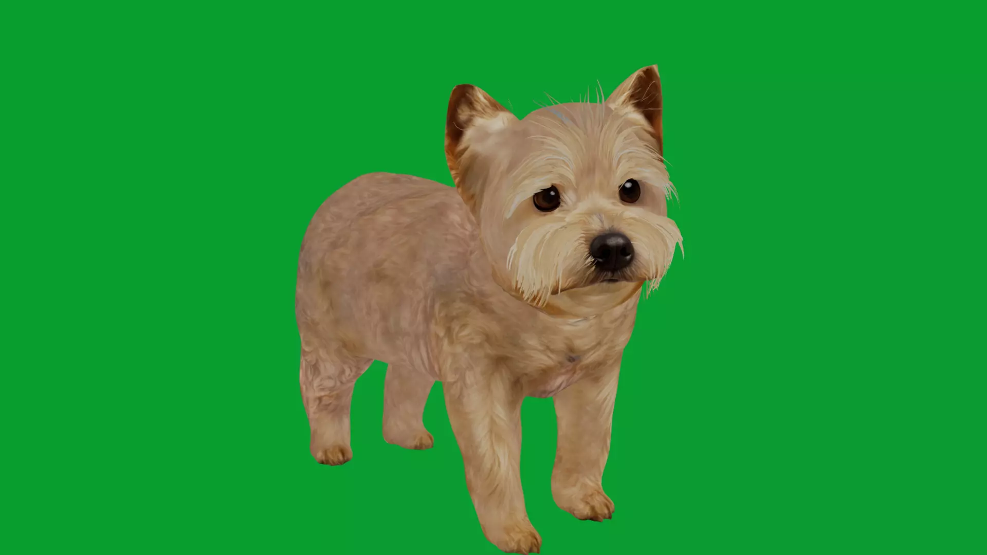 Yorkshire Terrier Puppy Dog Low-poly 3D model_41
