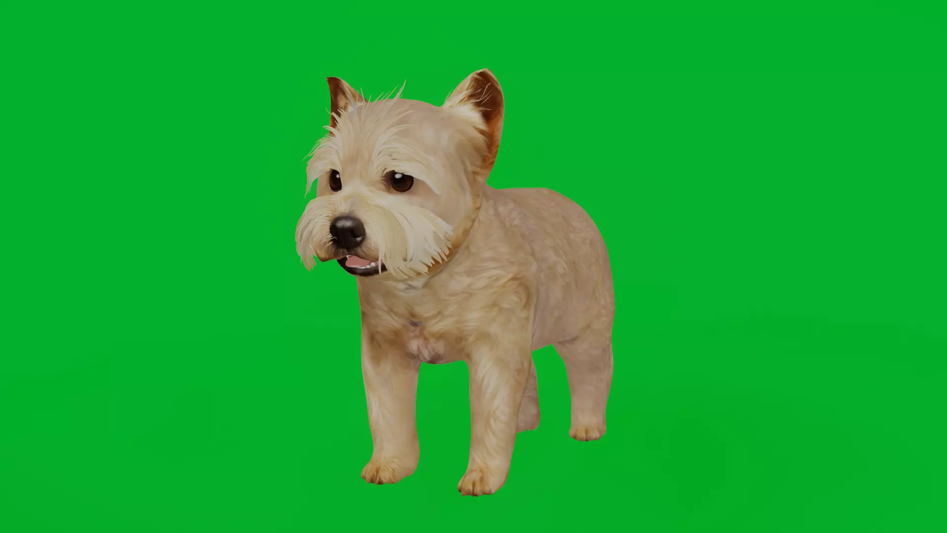 Yorkshire Terrier Puppy Dog Low-poly 3D model_4