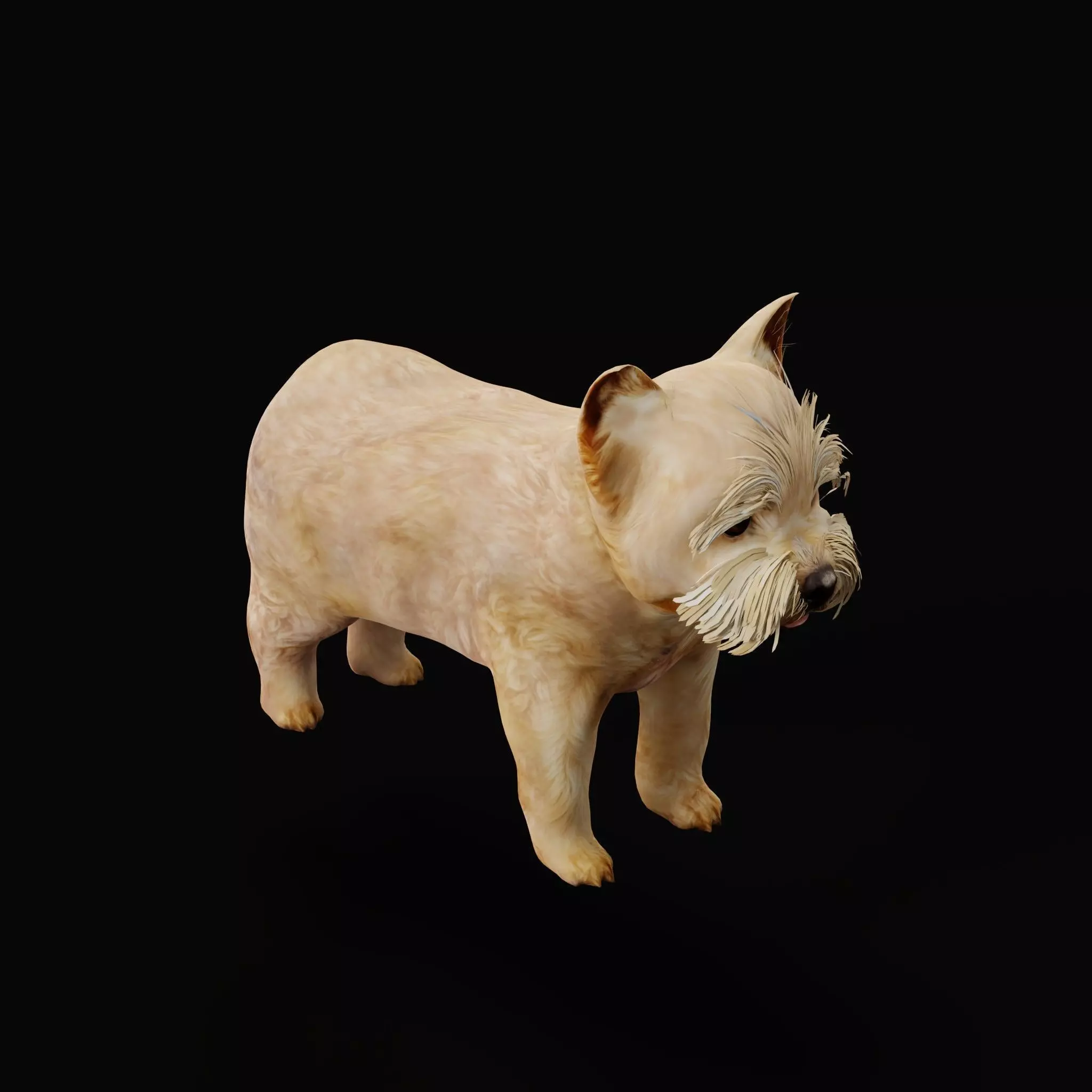 Yorkshire Terrier Puppy Dog Low-poly 3D model_11