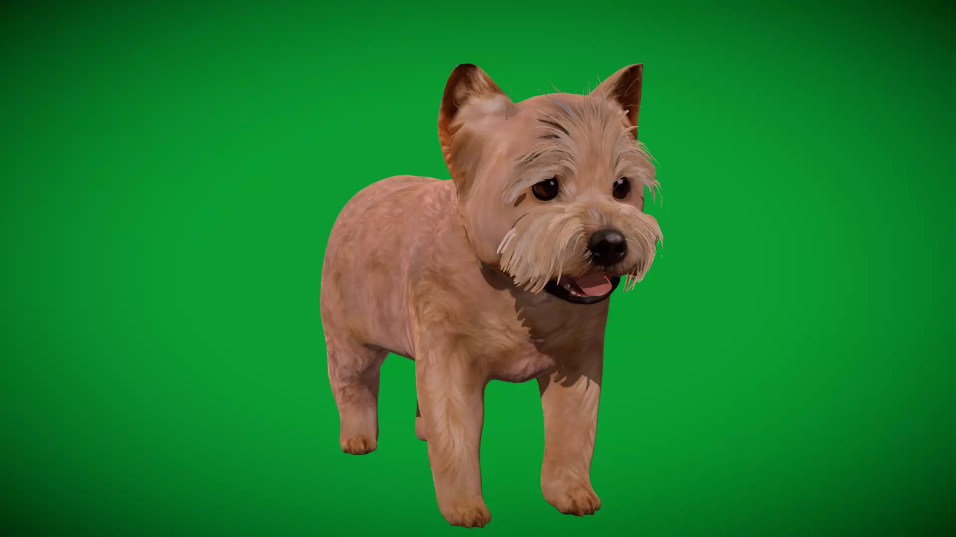 Yorkshire Terrier Puppy Dog Low-poly 3D model_44