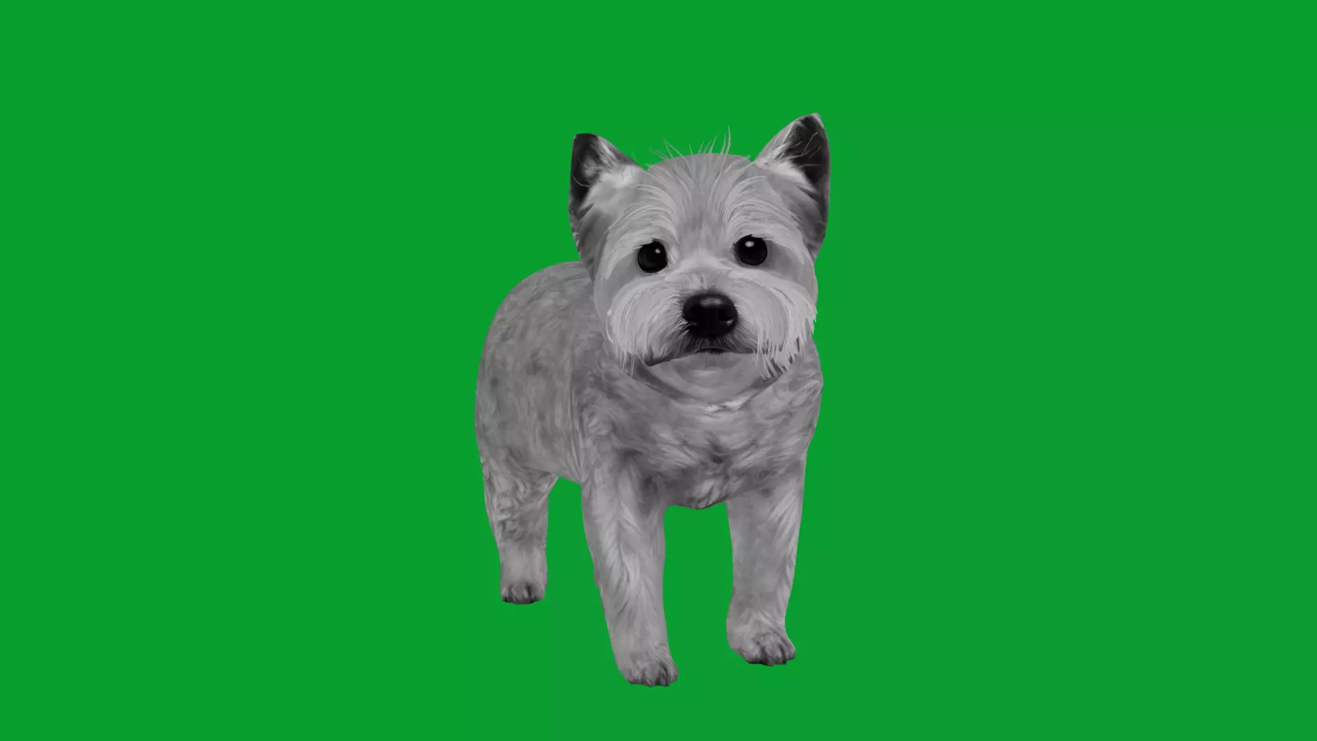 Yorkshire Terrier Puppy Dog Low-poly 3D model_32