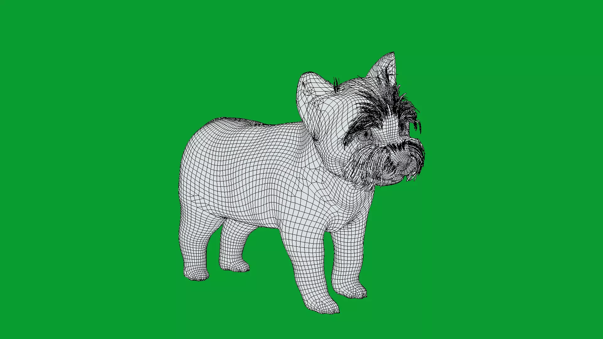 Yorkshire Terrier Puppy Dog Low-poly 3D model_13