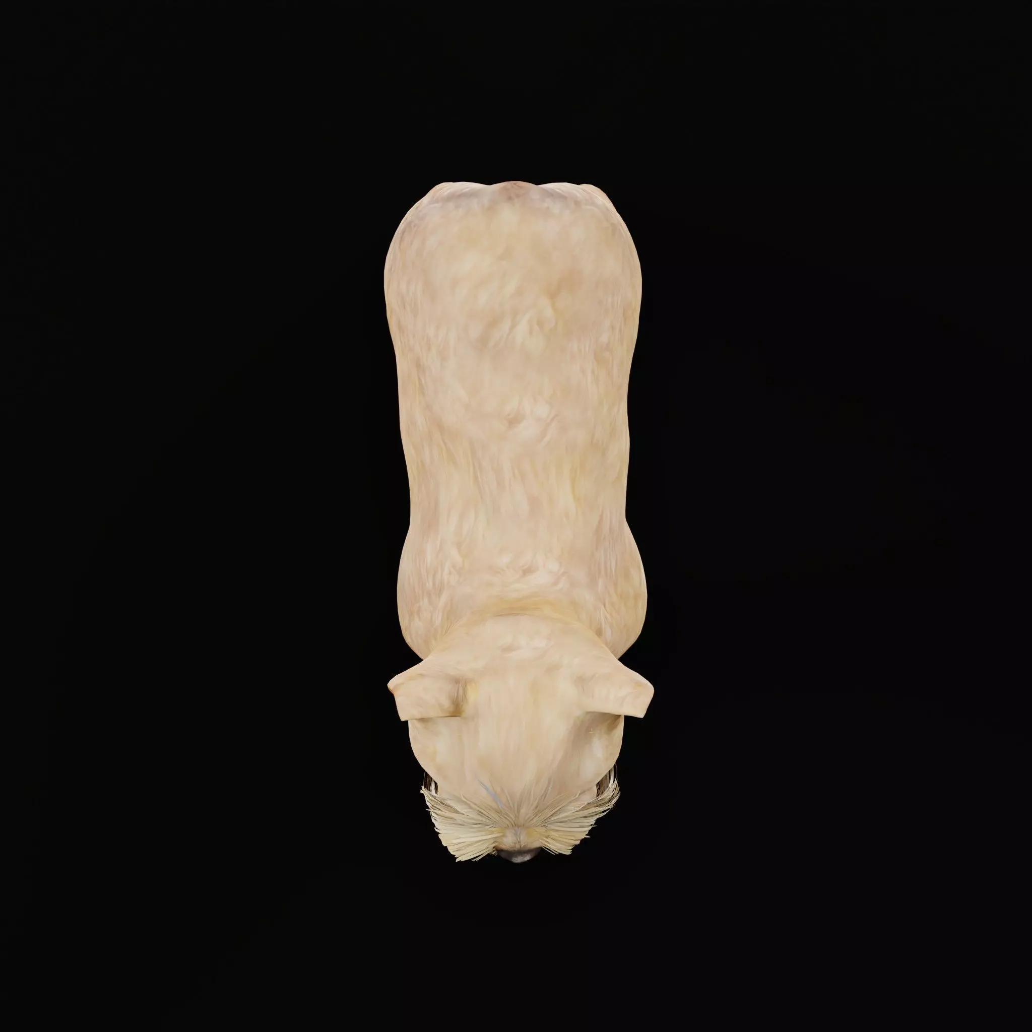 Yorkshire Terrier Puppy Dog Low-poly 3D model_10