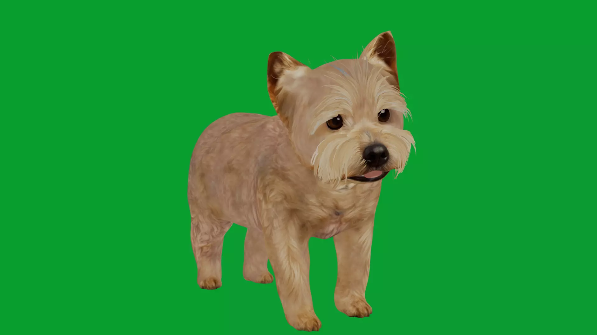 Yorkshire Terrier Puppy Dog Low-poly 3D model_18