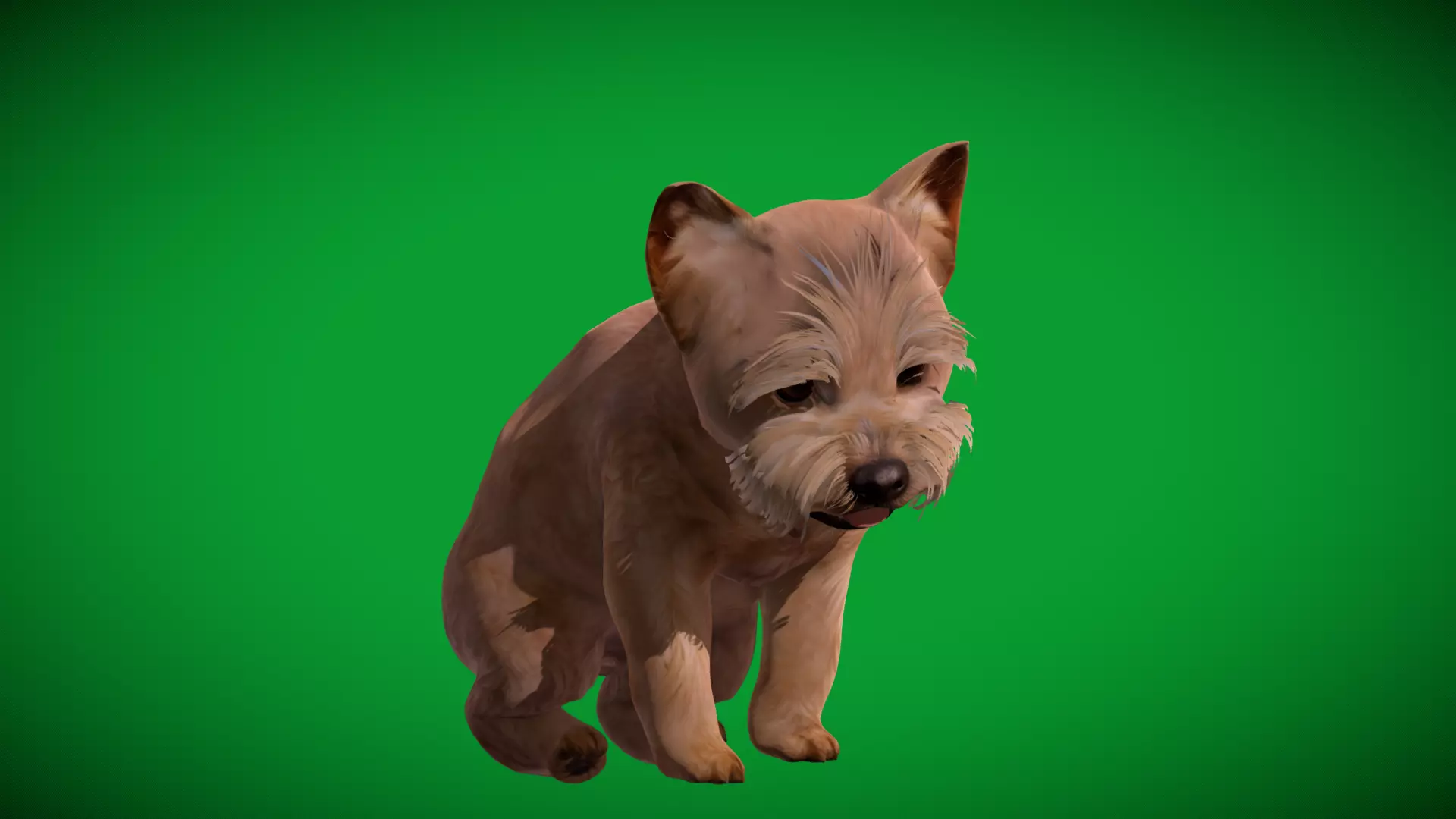Yorkshire Terrier Puppy Dog Low-poly 3D model_45