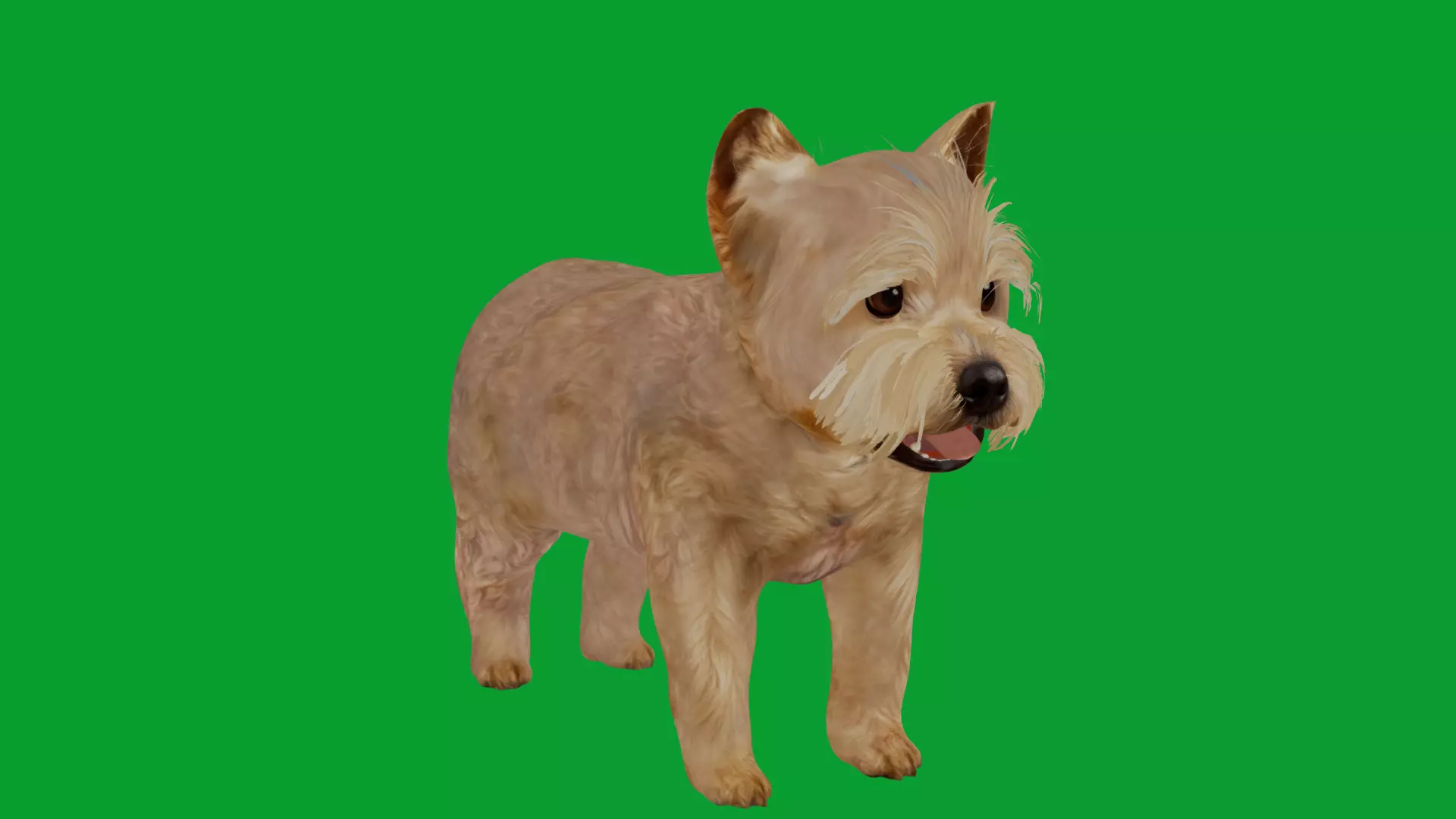 Yorkshire Terrier Puppy Dog Low-poly 3D model_28