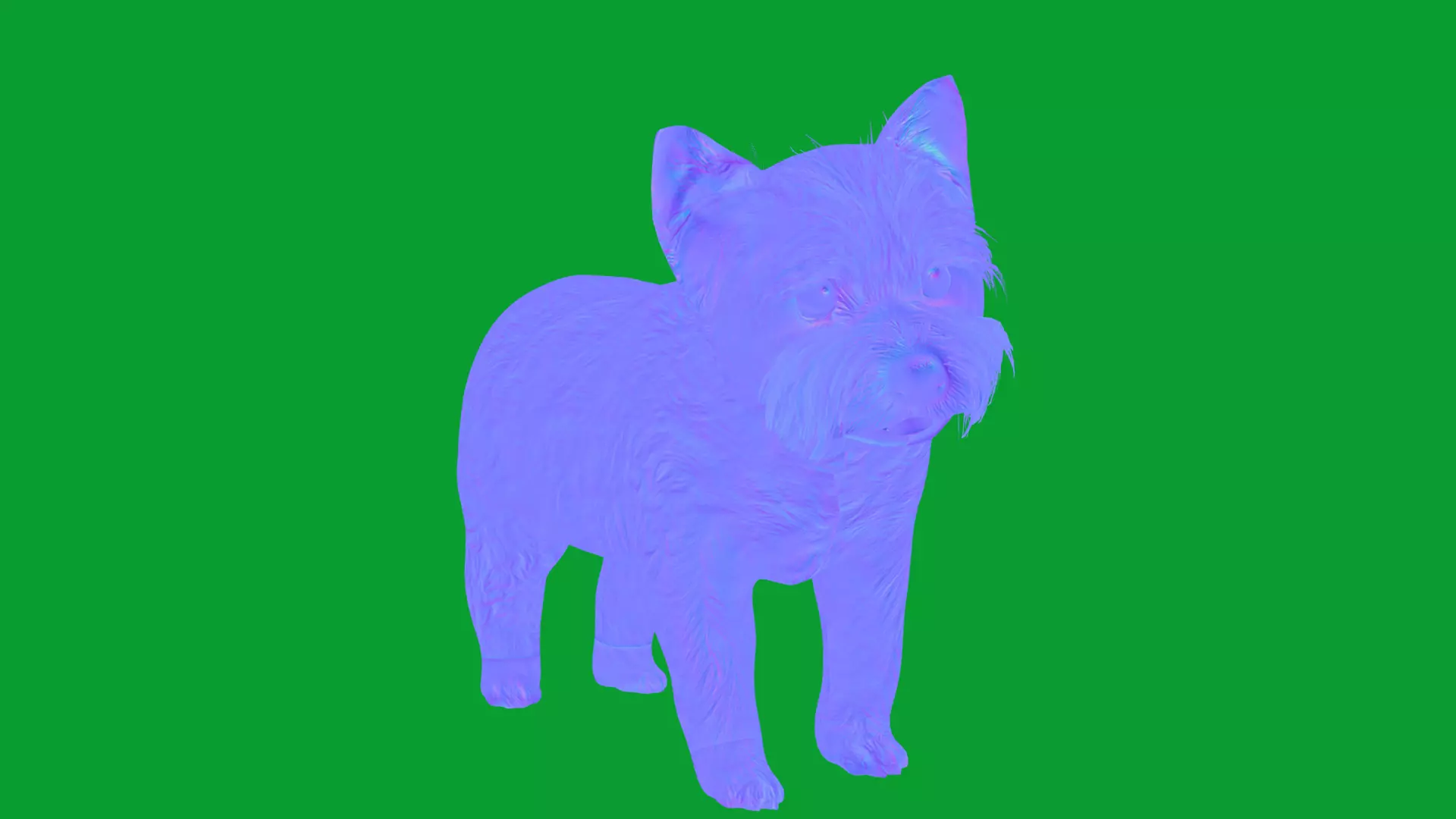 Yorkshire Terrier Puppy Dog Low-poly 3D model_21