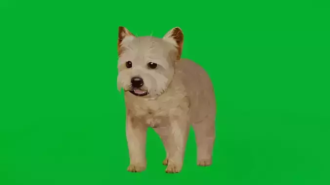 Yorkshire Terrier Puppy Dog