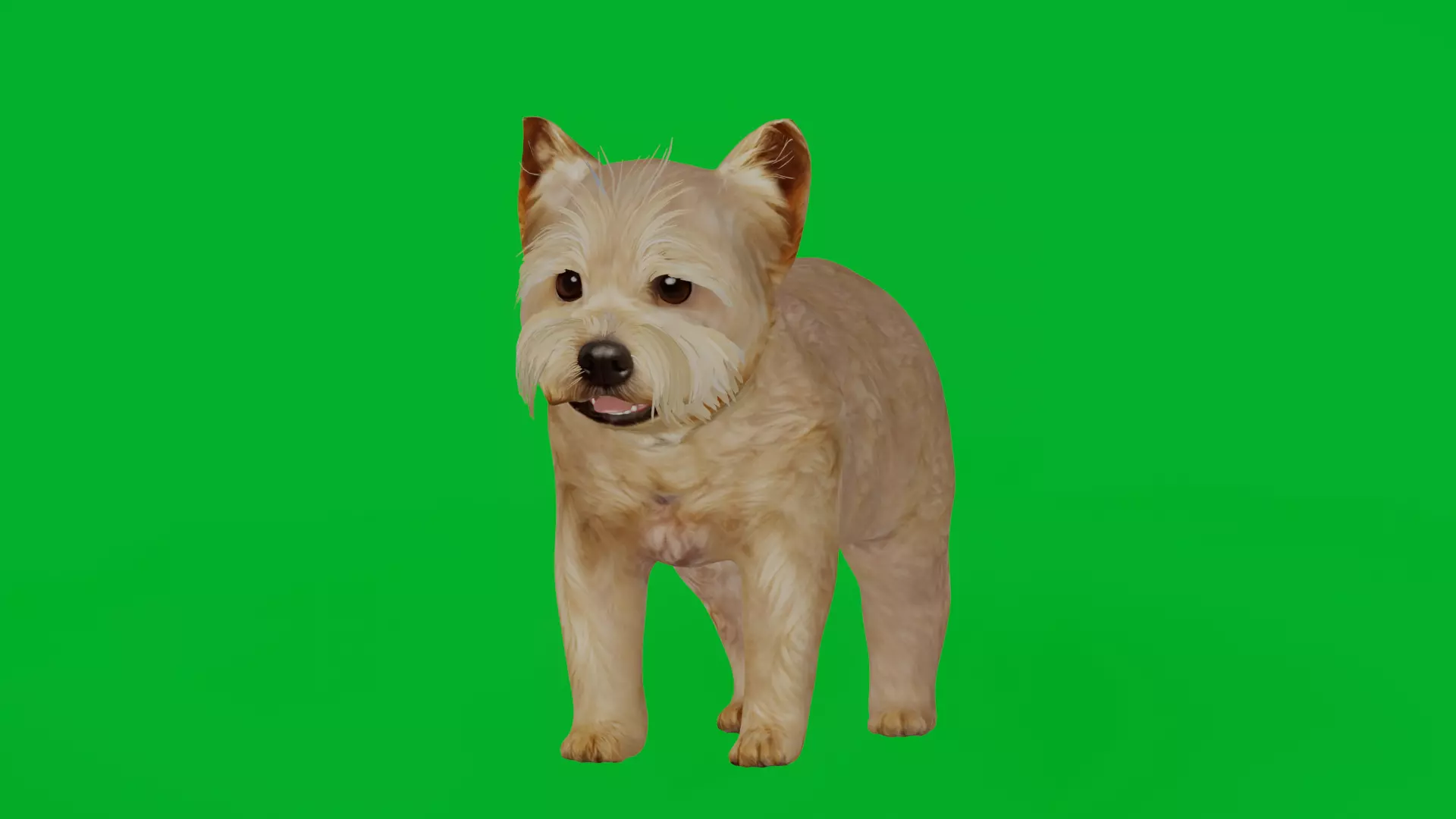 Yorkshire Terrier Puppy Dog Low-poly 3D model_0