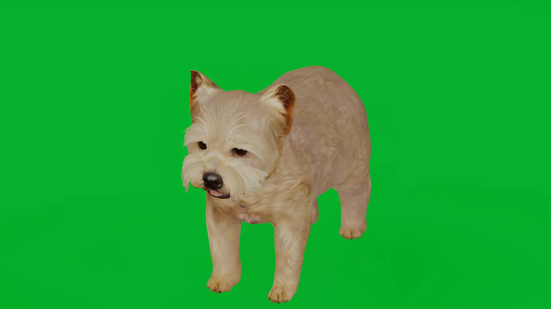 Yorkshire Terrier Puppy Dog Low-poly 3D model_6
