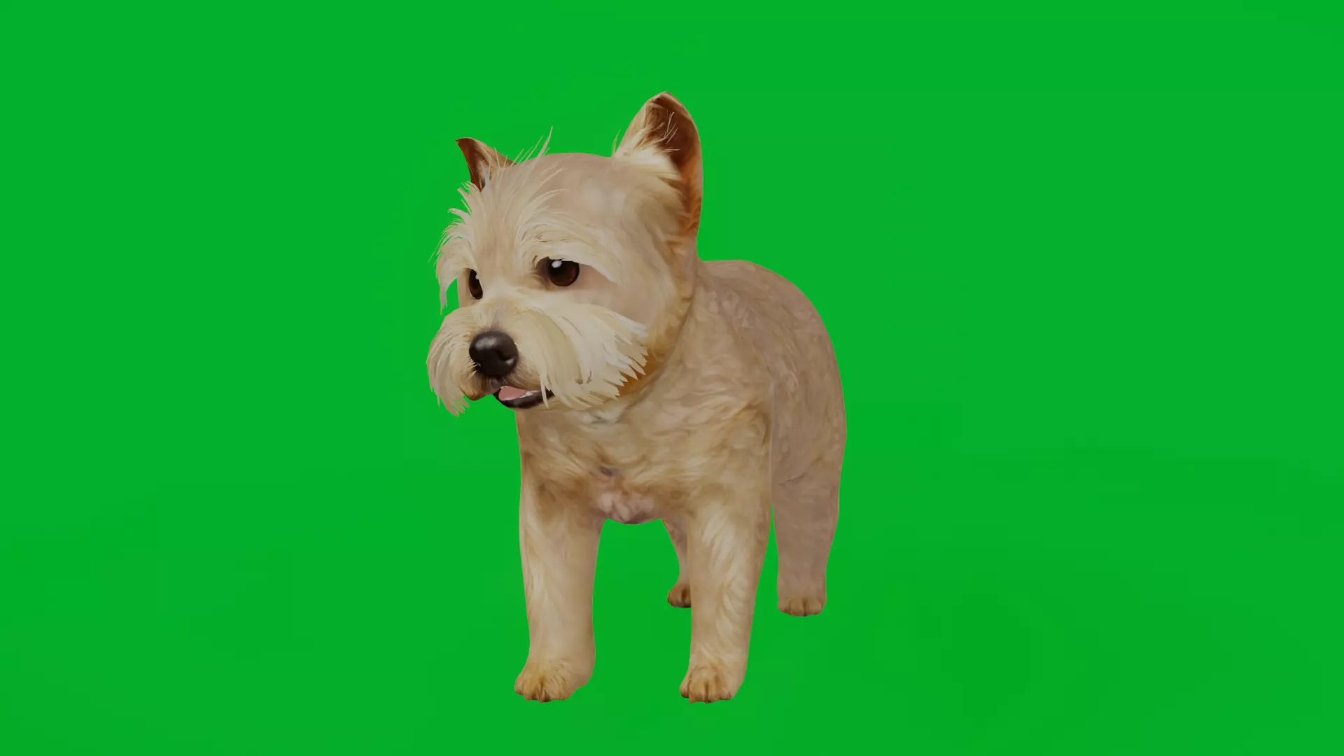 Yorkshire Terrier Puppy Dog Low-poly 3D model_3