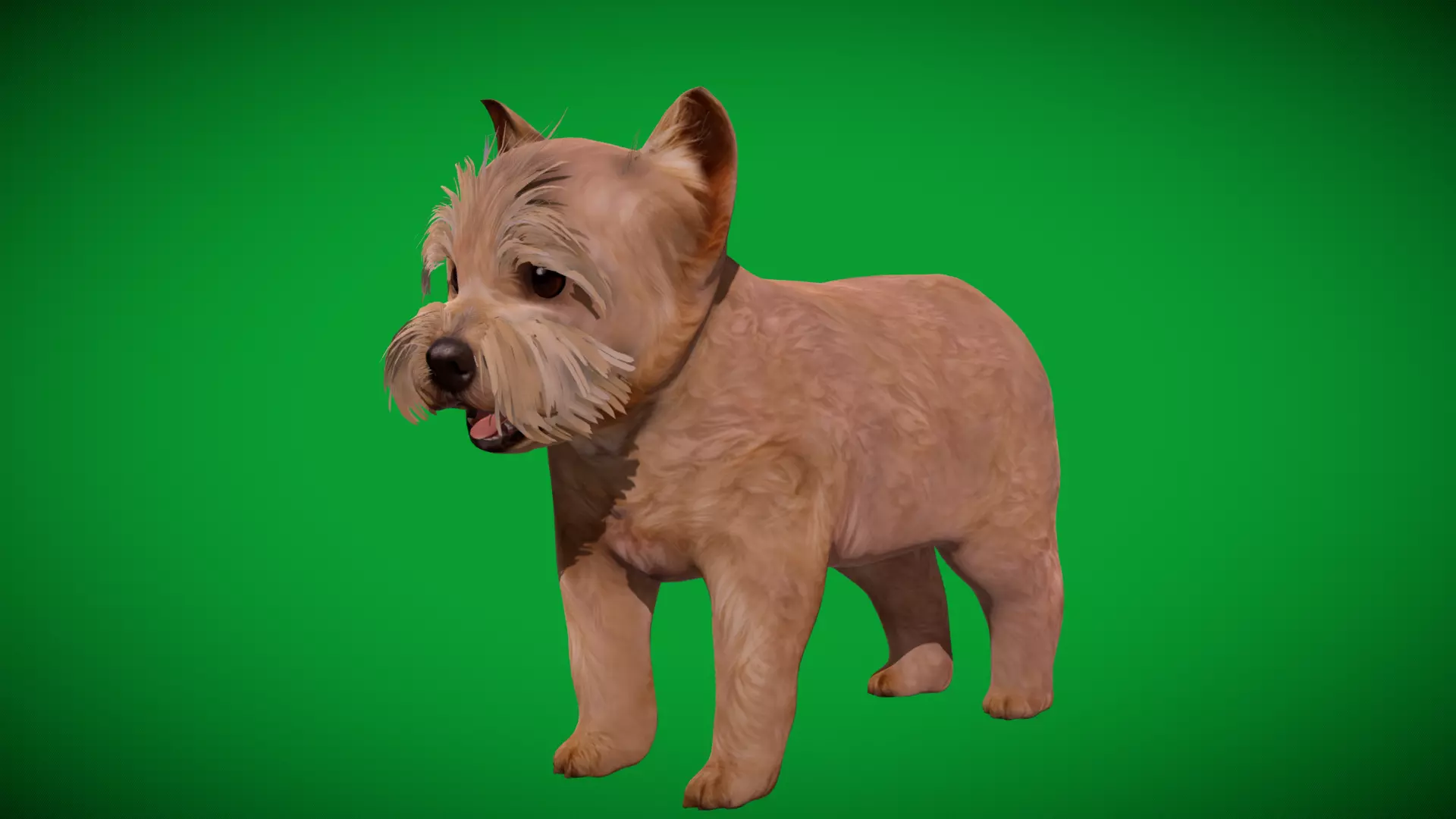 Yorkshire Terrier Puppy Dog Low-poly 3D model_47