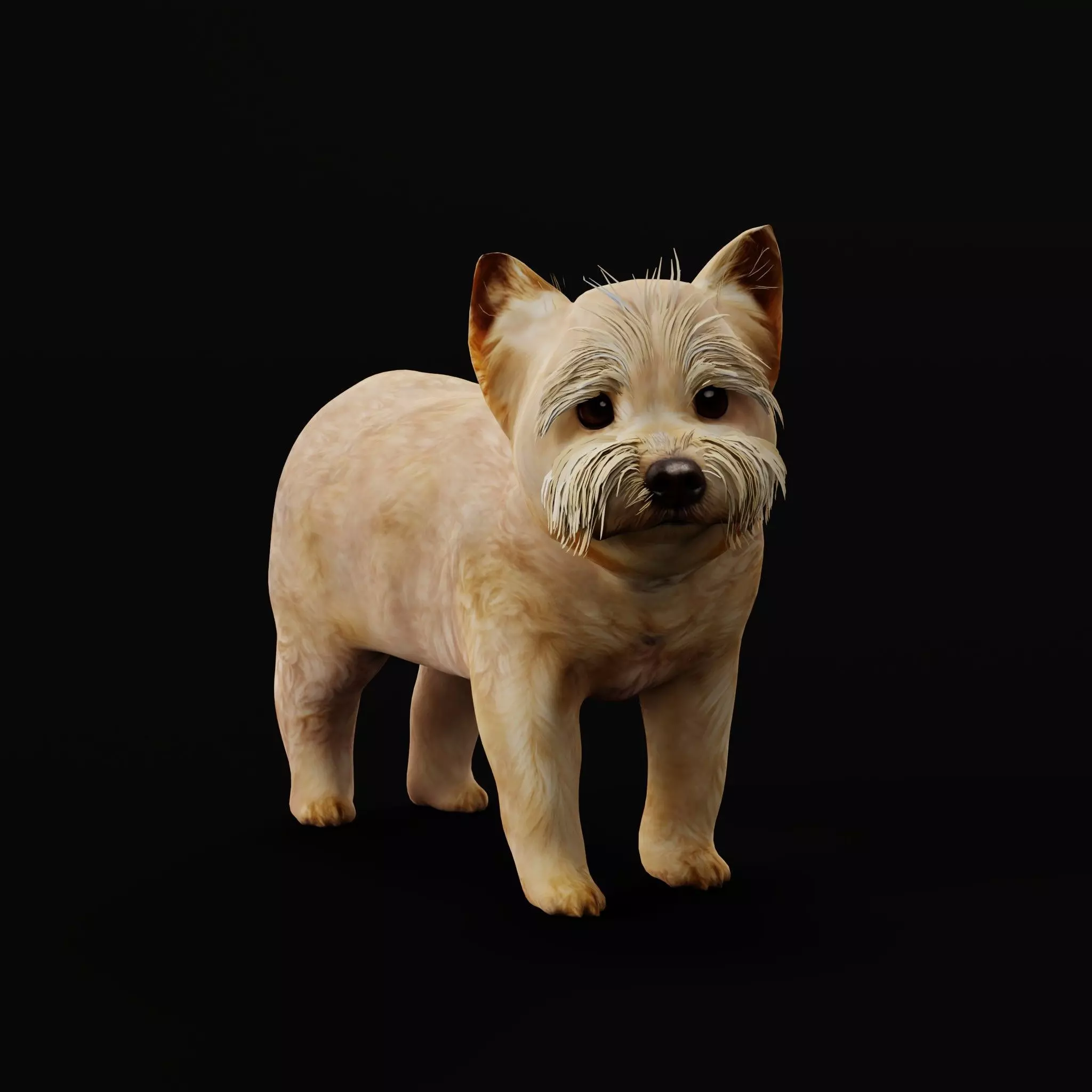 Yorkshire Terrier Puppy Dog Low-poly 3D model_12