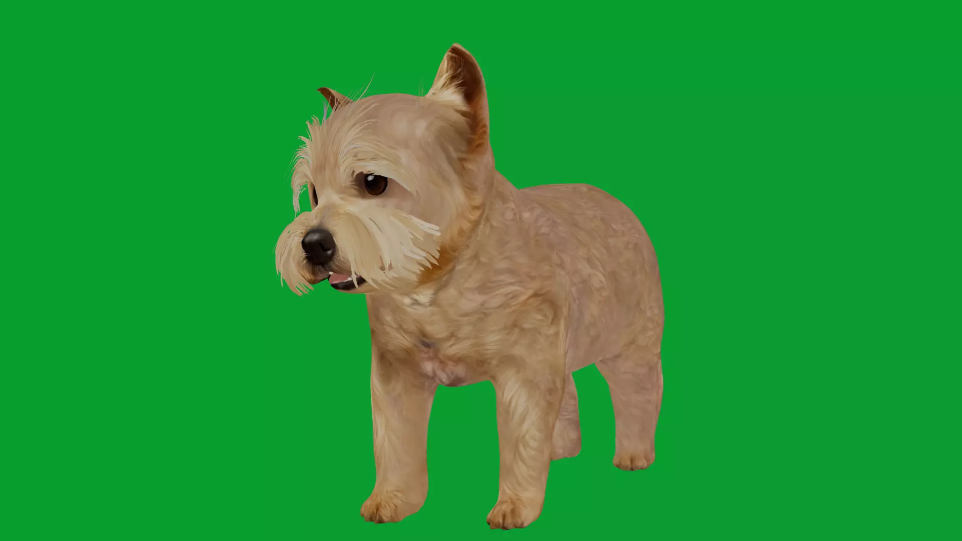 Yorkshire Terrier Puppy Dog Low-poly 3D model_16