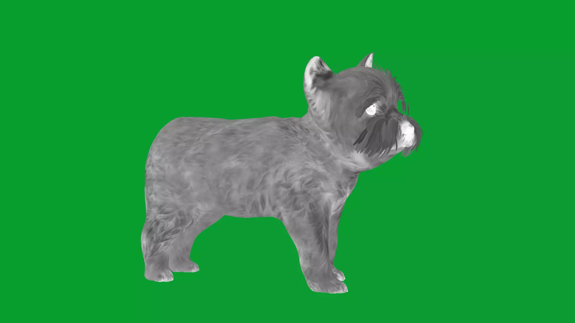 Yorkshire Terrier Puppy Dog Low-poly 3D model_31
