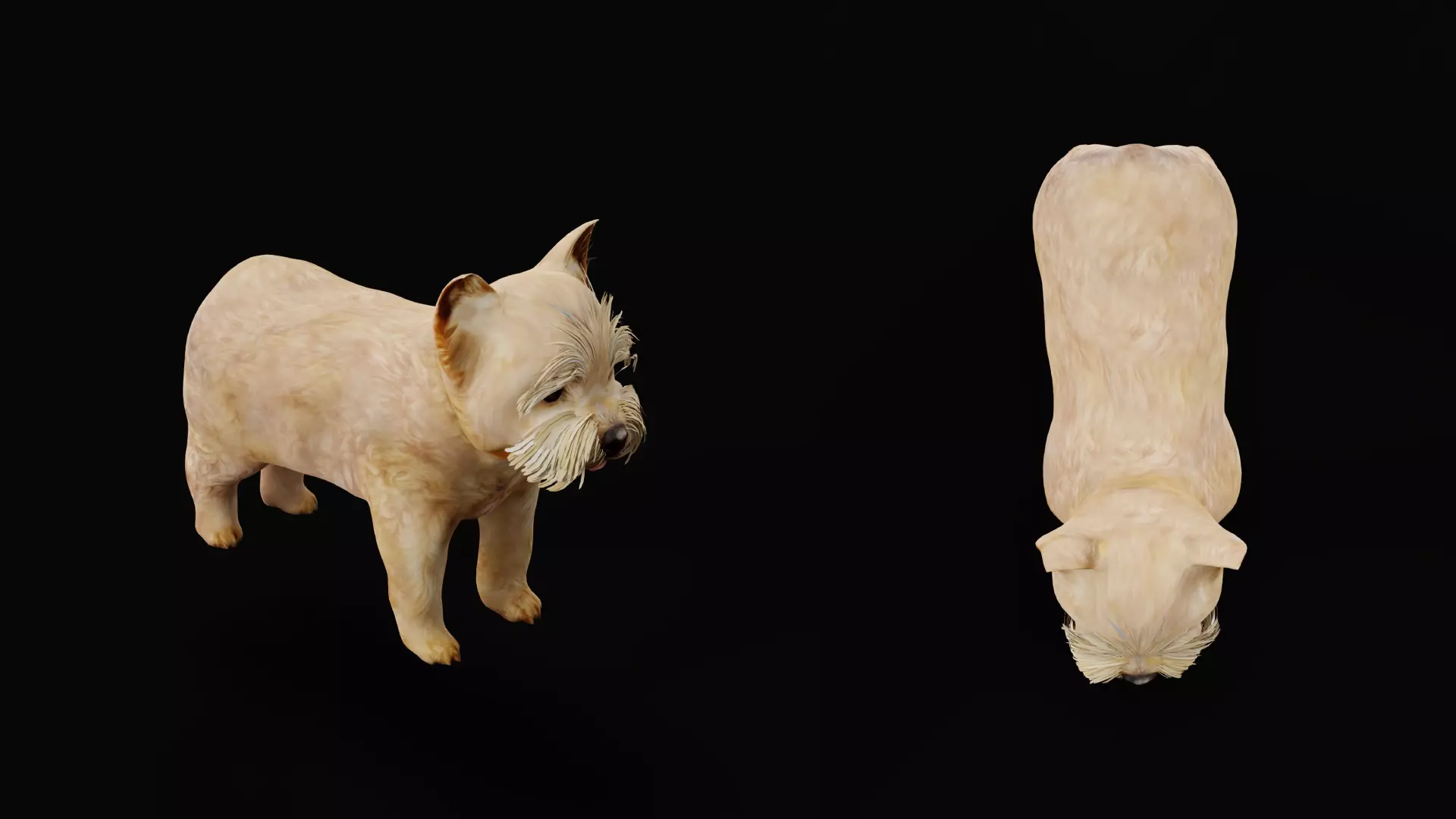 Yorkshire Terrier Puppy Dog Low-poly 3D model_36