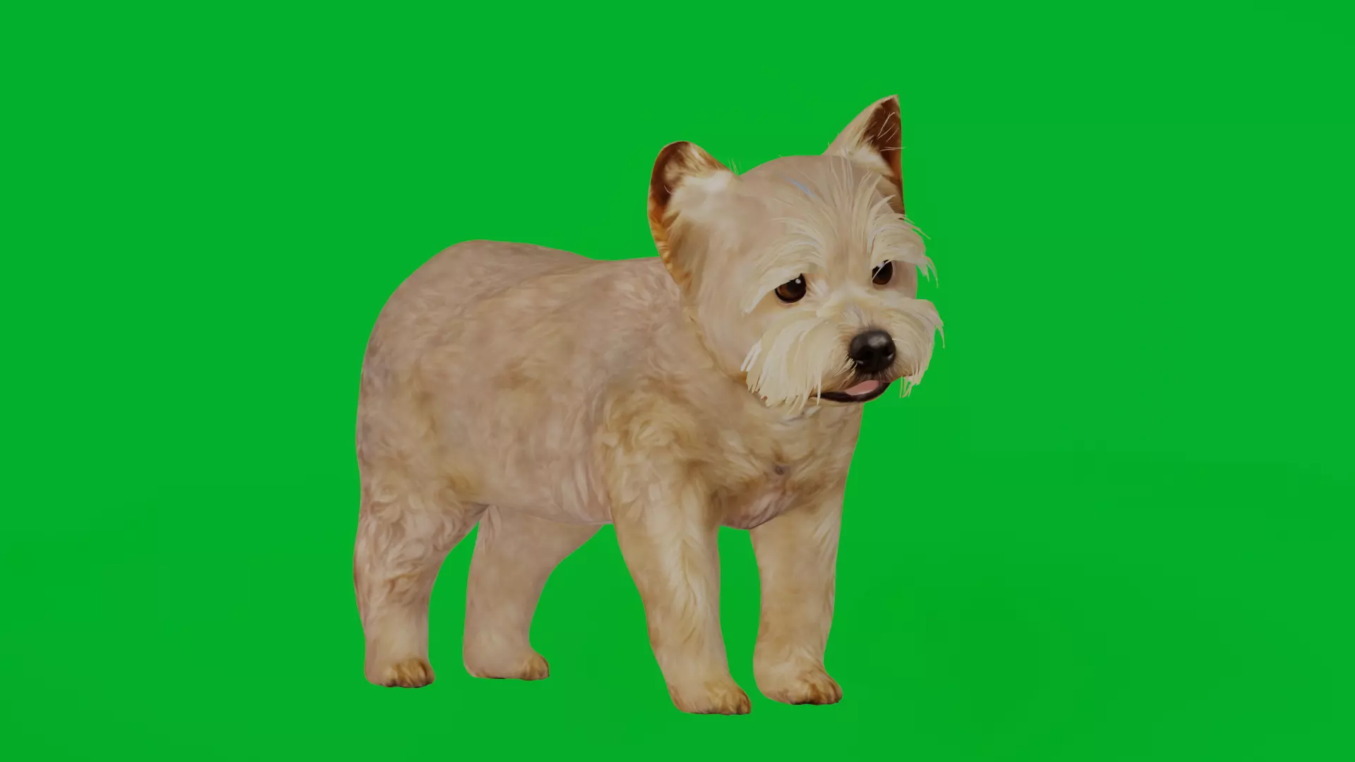 Yorkshire Terrier Puppy Dog Low-poly 3D model_5