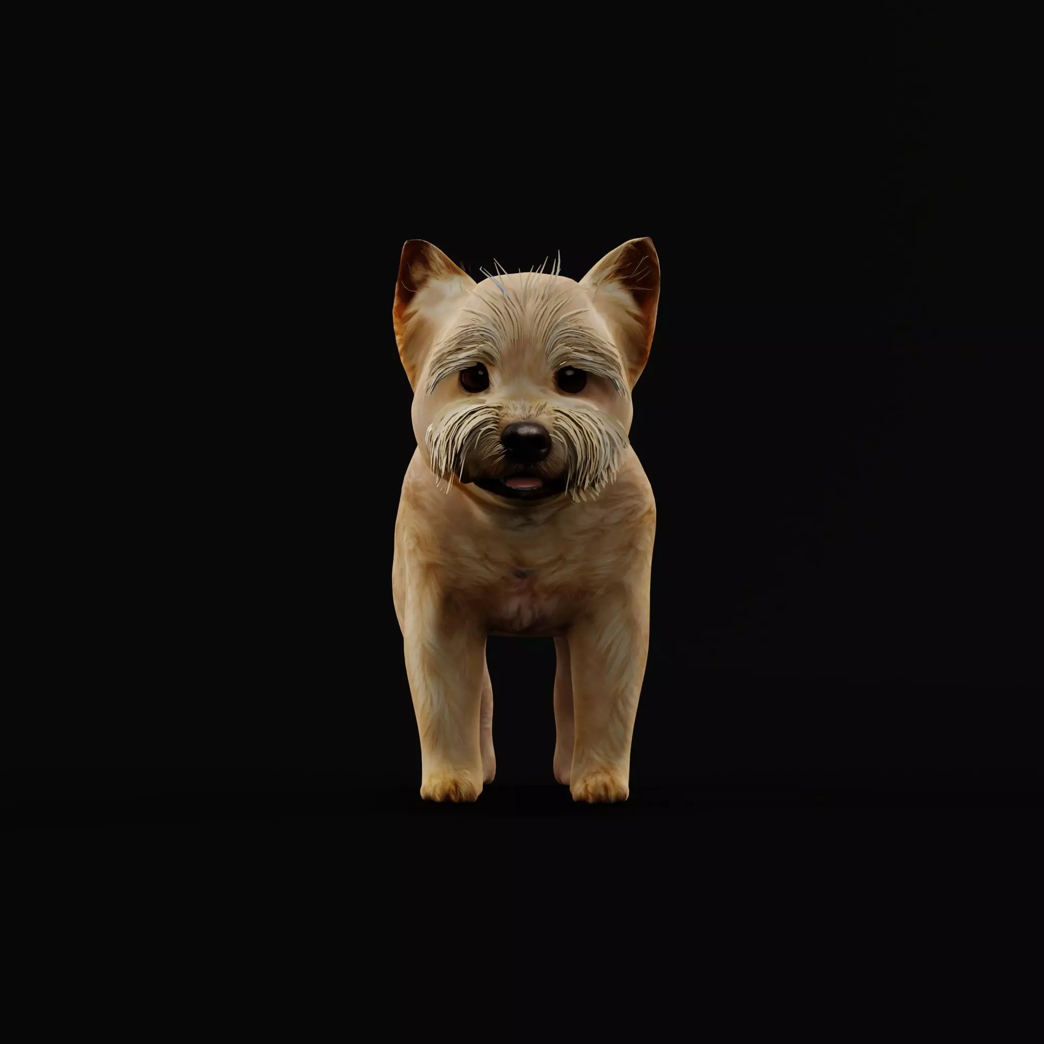 Yorkshire Terrier Puppy Dog Low-poly 3D model_8