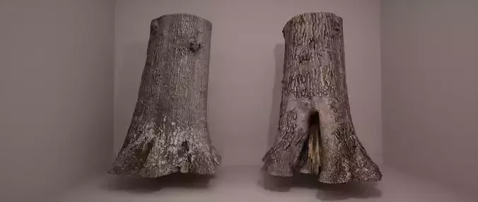 Water Oak Photogrammetry Scan