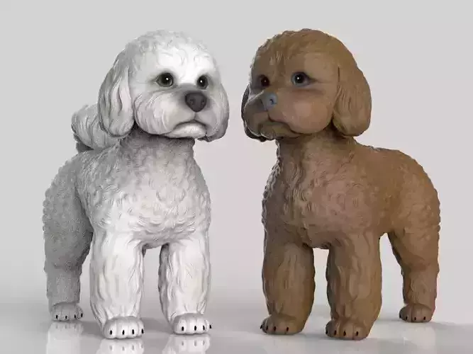 Realistic Toy Poodle Dog
