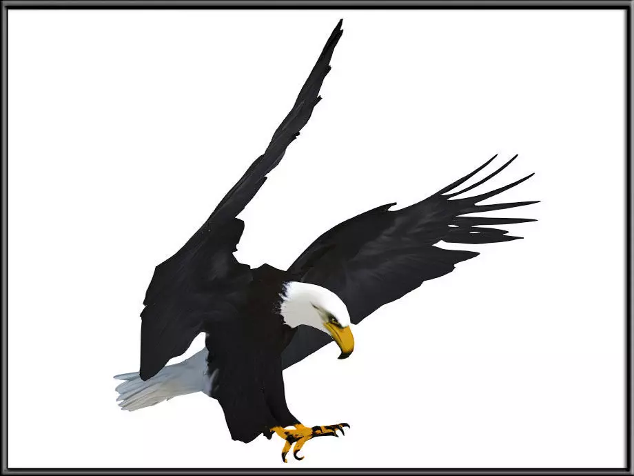 Flying Eagle 02 Low-poly 3D model