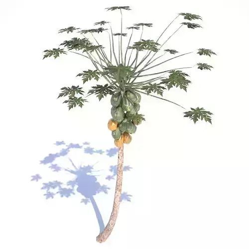 Papaya Tree - 02 med poly Low-poly 3D model