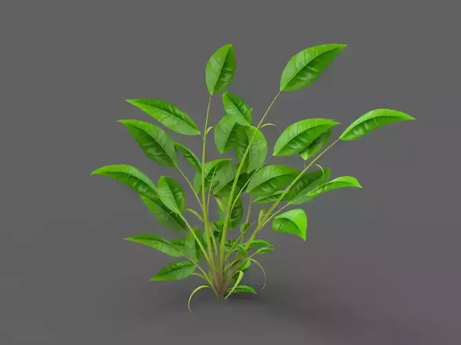 Plant