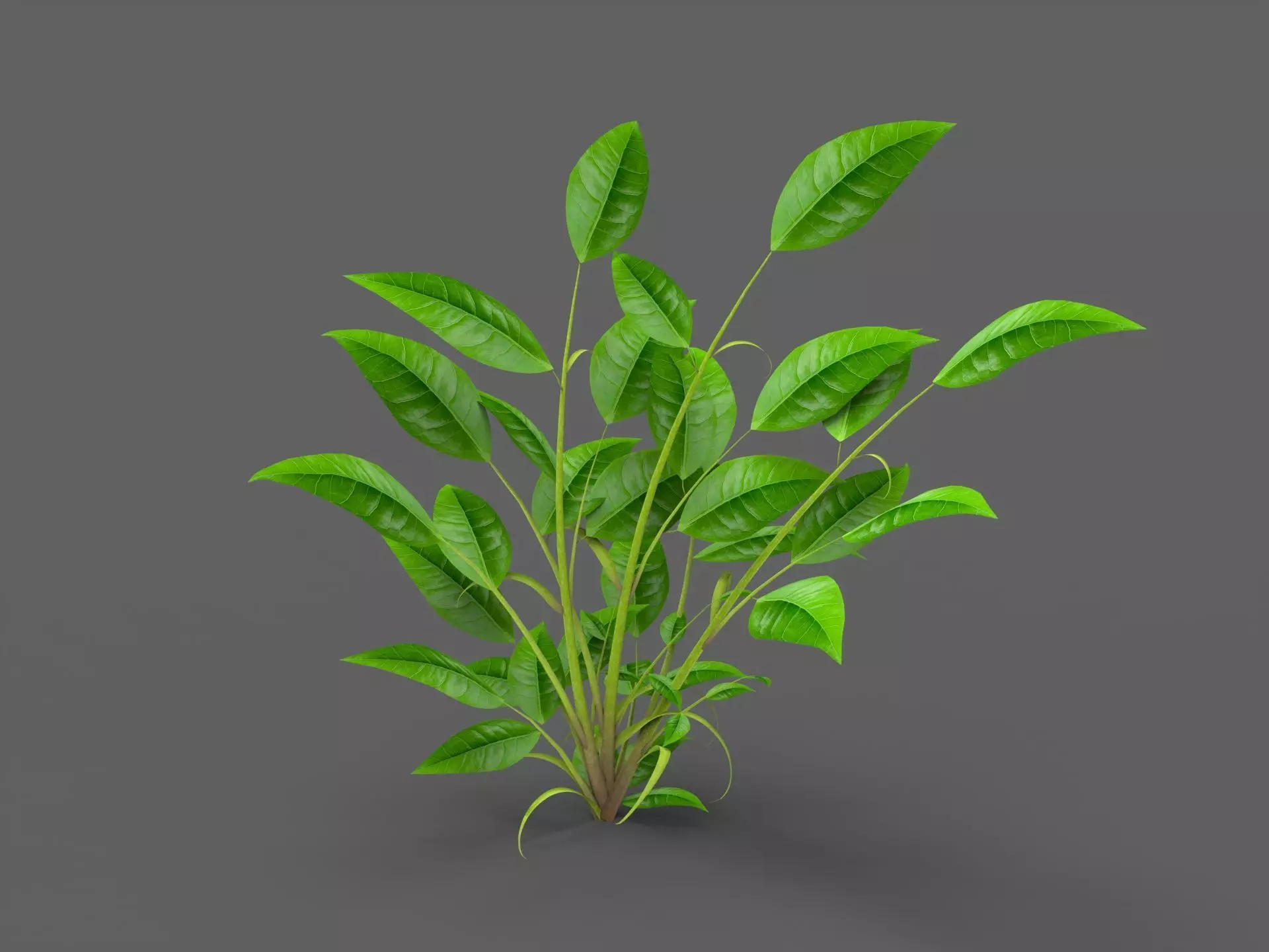 Plant Free 3D model_0