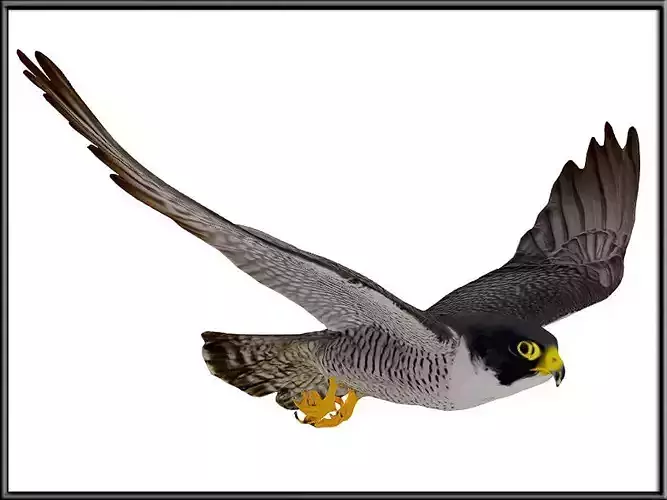 Peregrine Falcon 02