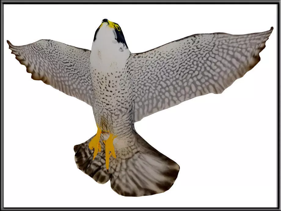 Peregrine Falcon 02 Low-poly 3D model_3