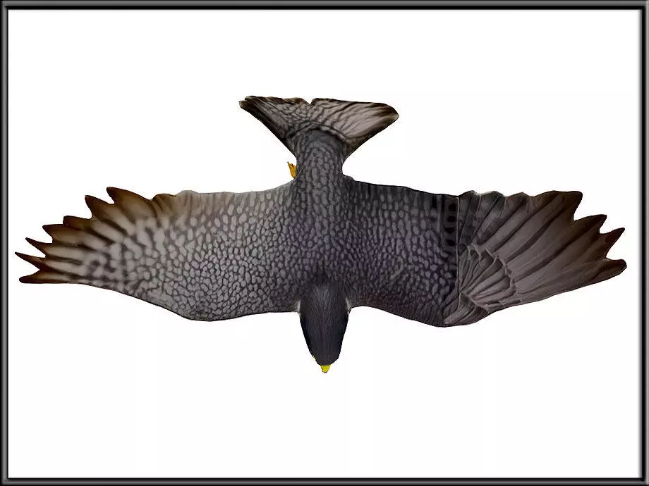 Peregrine Falcon 02 Low-poly 3D model_1