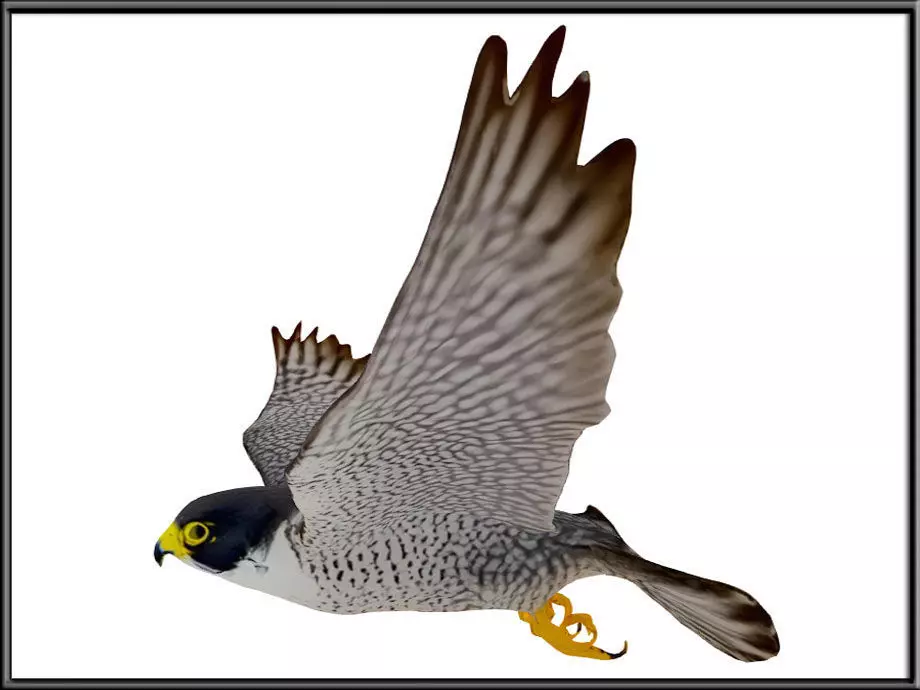 Peregrine Falcon 02 Low-poly 3D model_2