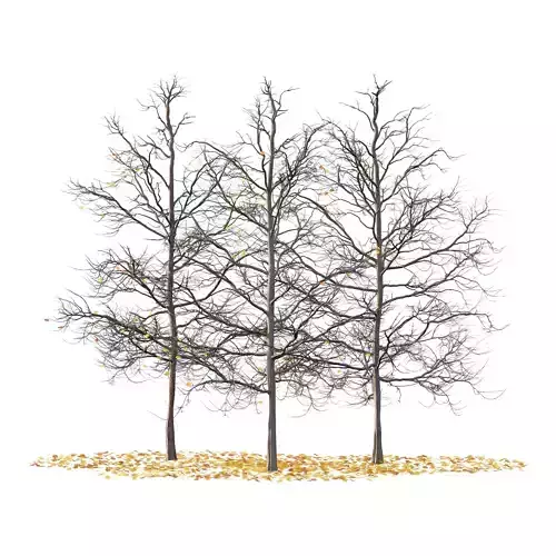 Mountain Ash Tree 05