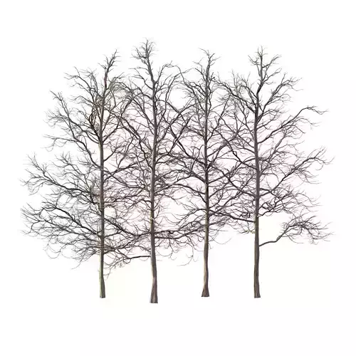 Mountain Ash Tree 06