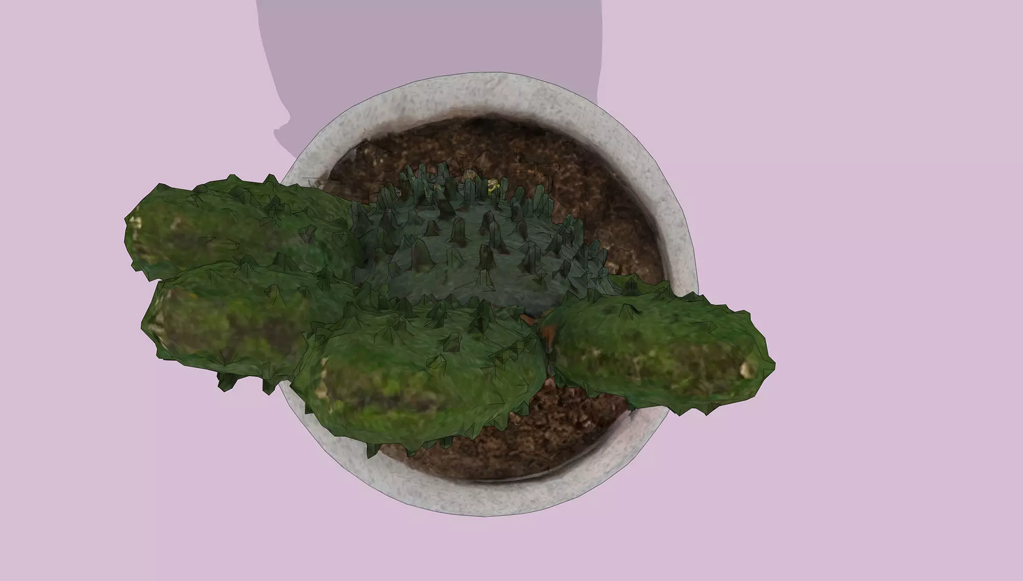 Potted Cactus Low-poly 3D model_5