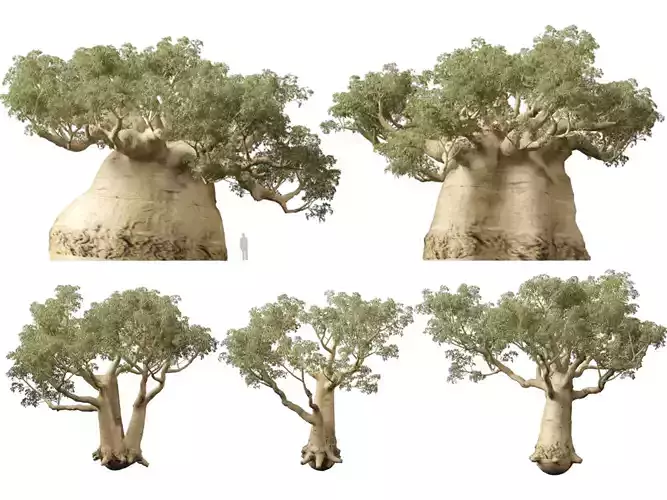 Highpoly - Low Poly - Adansonia digitata - Baobab 05 