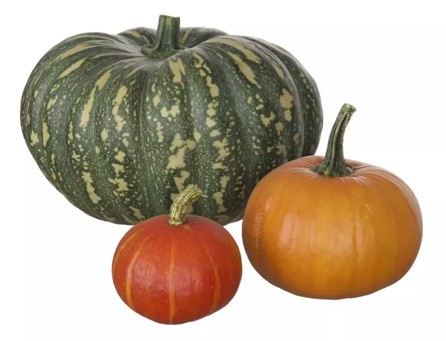 Scanned pumpkins 3D Model Collection 3D model_0